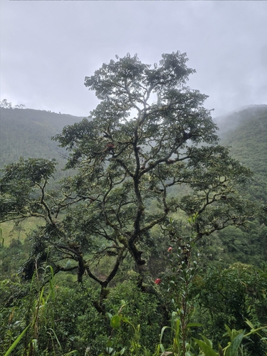 Andean Walnut (Juglans neotropica)