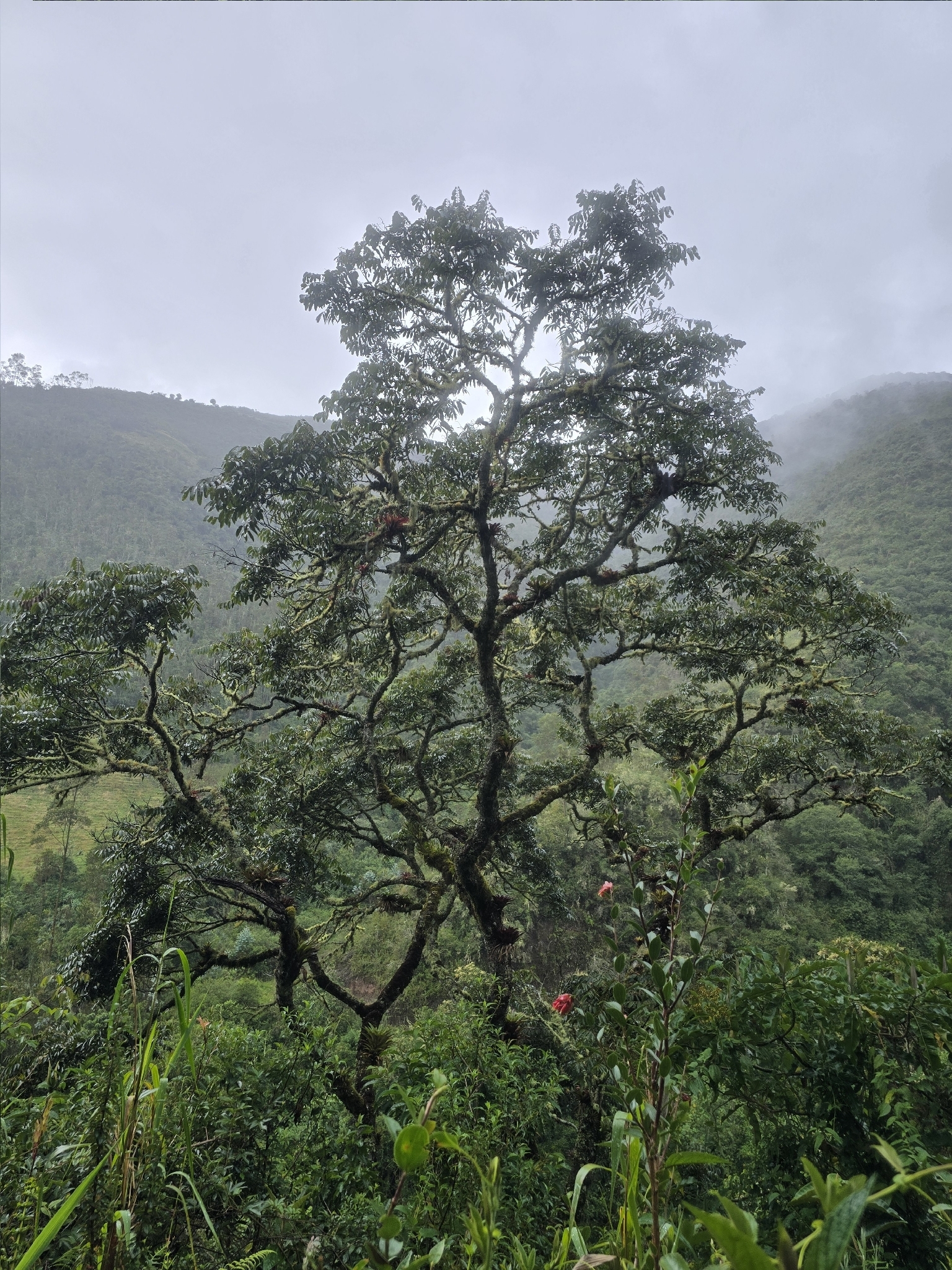Andean Walnut (Juglans neotropica)