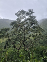 Noyer Des Andes (Juglans neotropica)