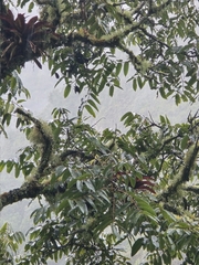 Juglans neotropica, photograph (c) Alan Rockefeller, some rights reserved (CC BY)