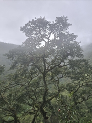 Juglans neotropica, photograph (c) Alan Rockefeller, some rights reserved (CC BY)