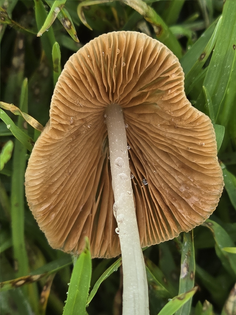 Conocybe apala · February 2026 · photo: © alan_rockefeller (iNaturalist, cc-by-sa)
