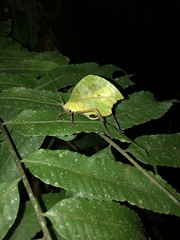 Typophyllum mortuifolium