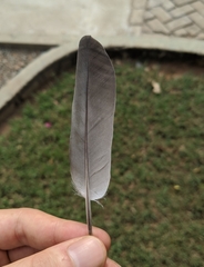 Columba livia domestica