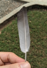 Columba livia domestica
