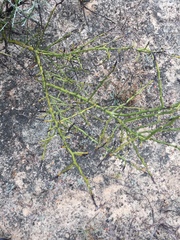 Parkinsonia texana