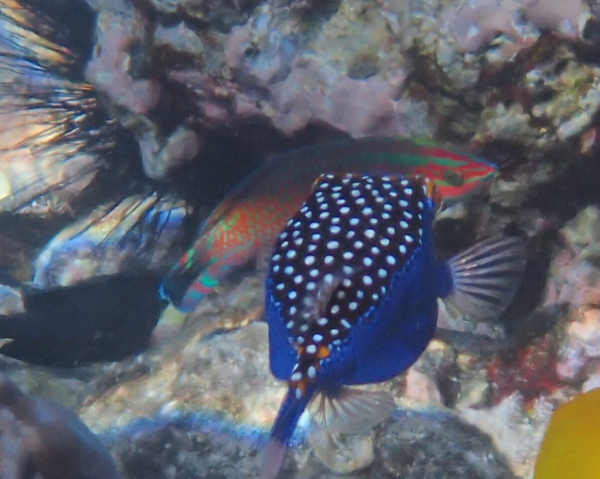 Ornamented Wrasse photo 8