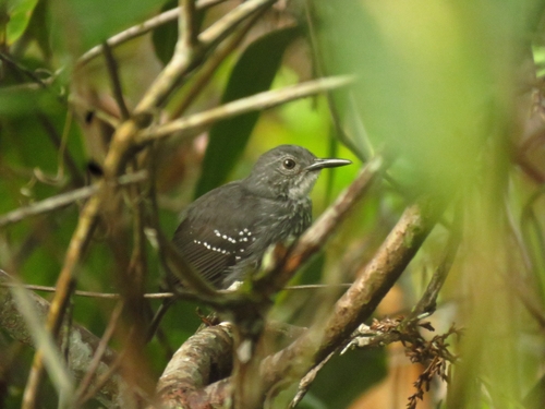 Silvered Antbird