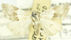 Ponometia elegantula