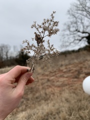 Eupatorium altissimum