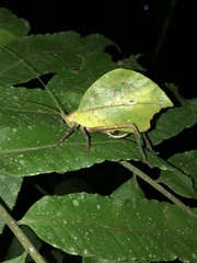 Typophyllum mortuifolium