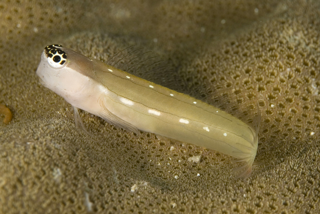 Schroeder's Combtooth Blenny
