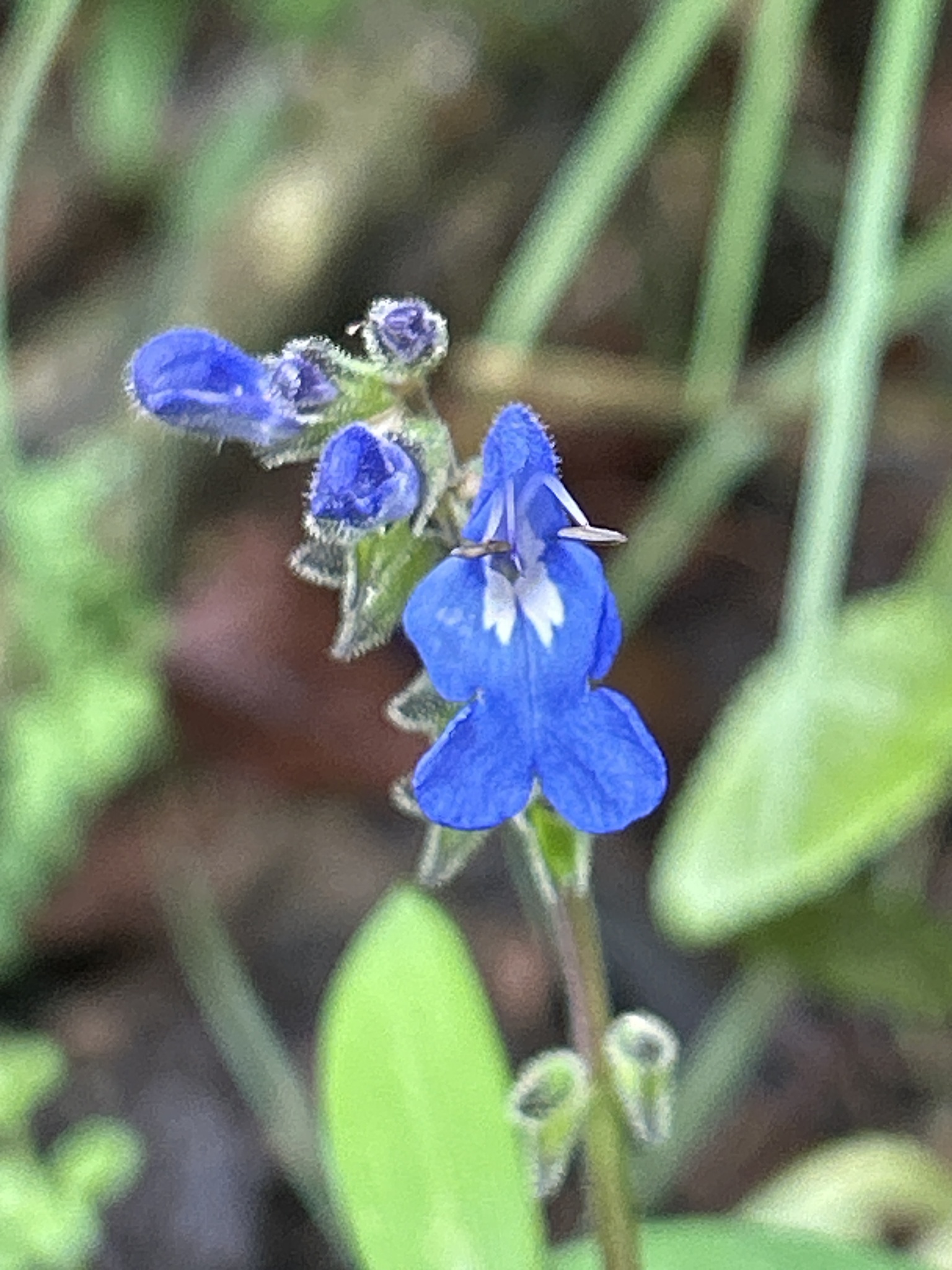 Gentian sage
