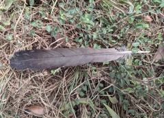 Aves