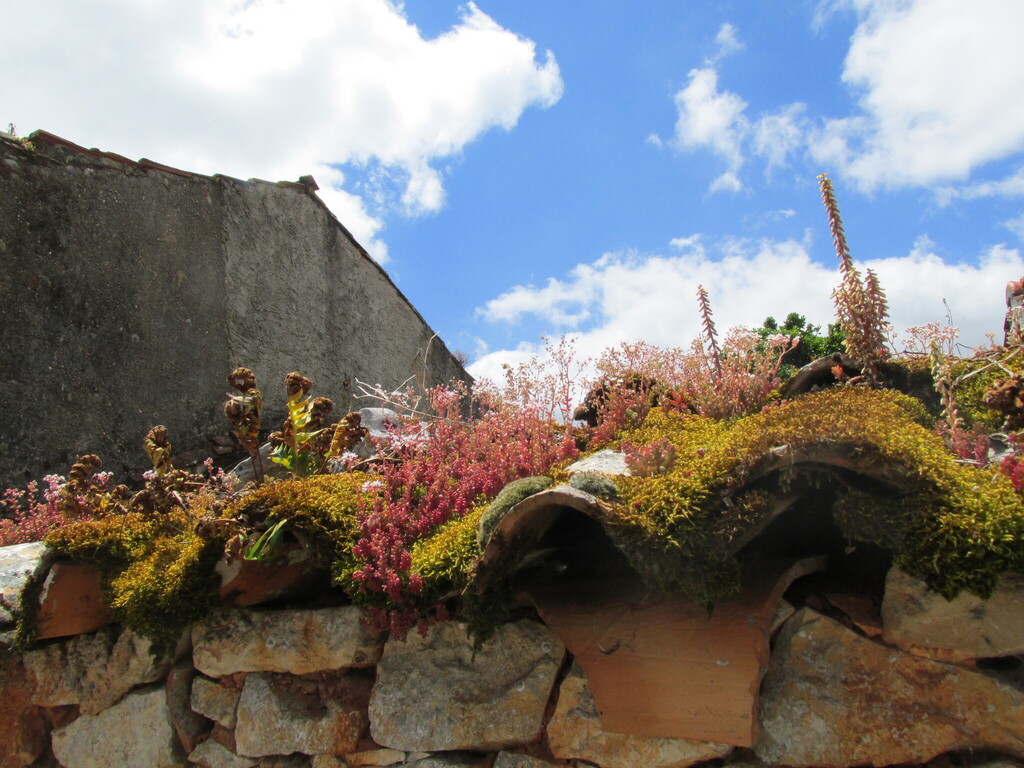 Sedum album L.