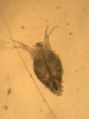 Simocephalus