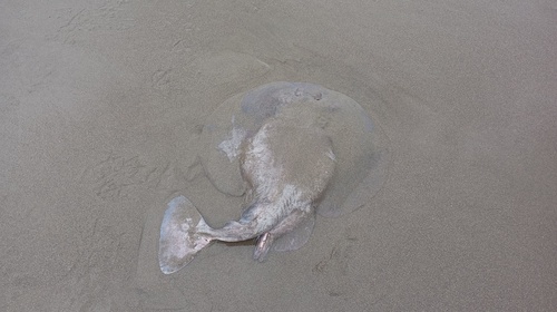 Chilean torpedo (Tetronarce tremens) — Torpedinidae