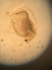 Simocephalus
