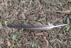 Necrosyrtes monachus