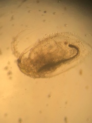 Simocephalus