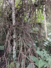 Ficus minahassae