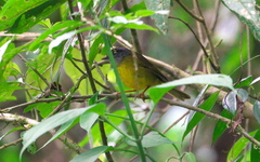 Myiothlypis coronata