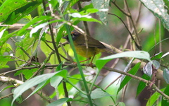 Myiothlypis coronata