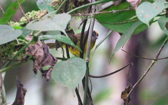 Myiothlypis coronata