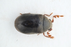 Dorcatoma dresdensis