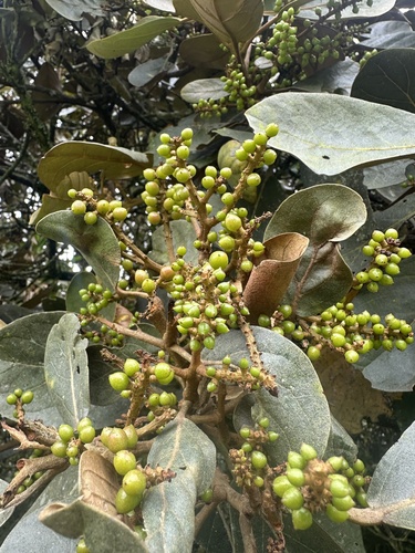 Hieronyma rufa, photograph 2
