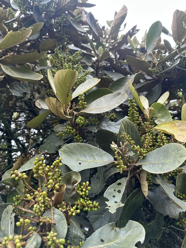 Hieronyma rufa