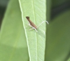 Glaphyristis marmarea