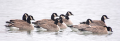 Branta canadensis parvipes