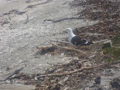Larus dominicanus dominicanus