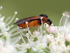 Athaliinae