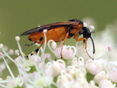Athaliinae