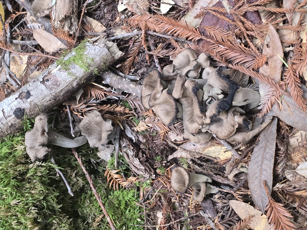 Craterellus calicornucopioides · December 2025 · photo: © alan_rockefeller (iNaturalist, cc-by-sa)
