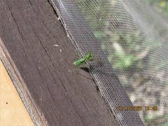 Stagmomantis fraterna