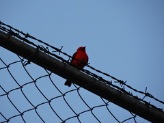 Pyrocephalus rubinus