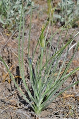 Pseudopodospermum molle