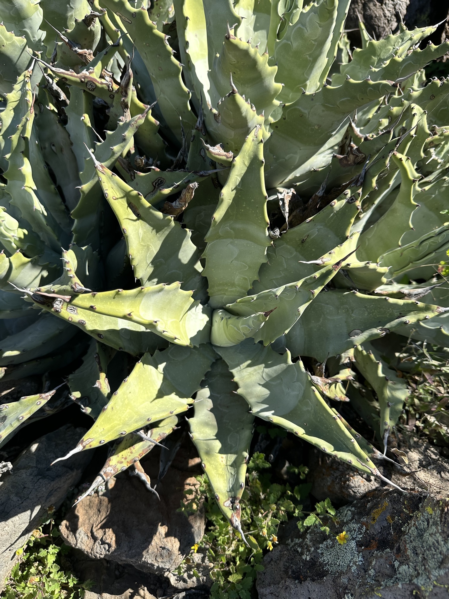 Agave de baja california