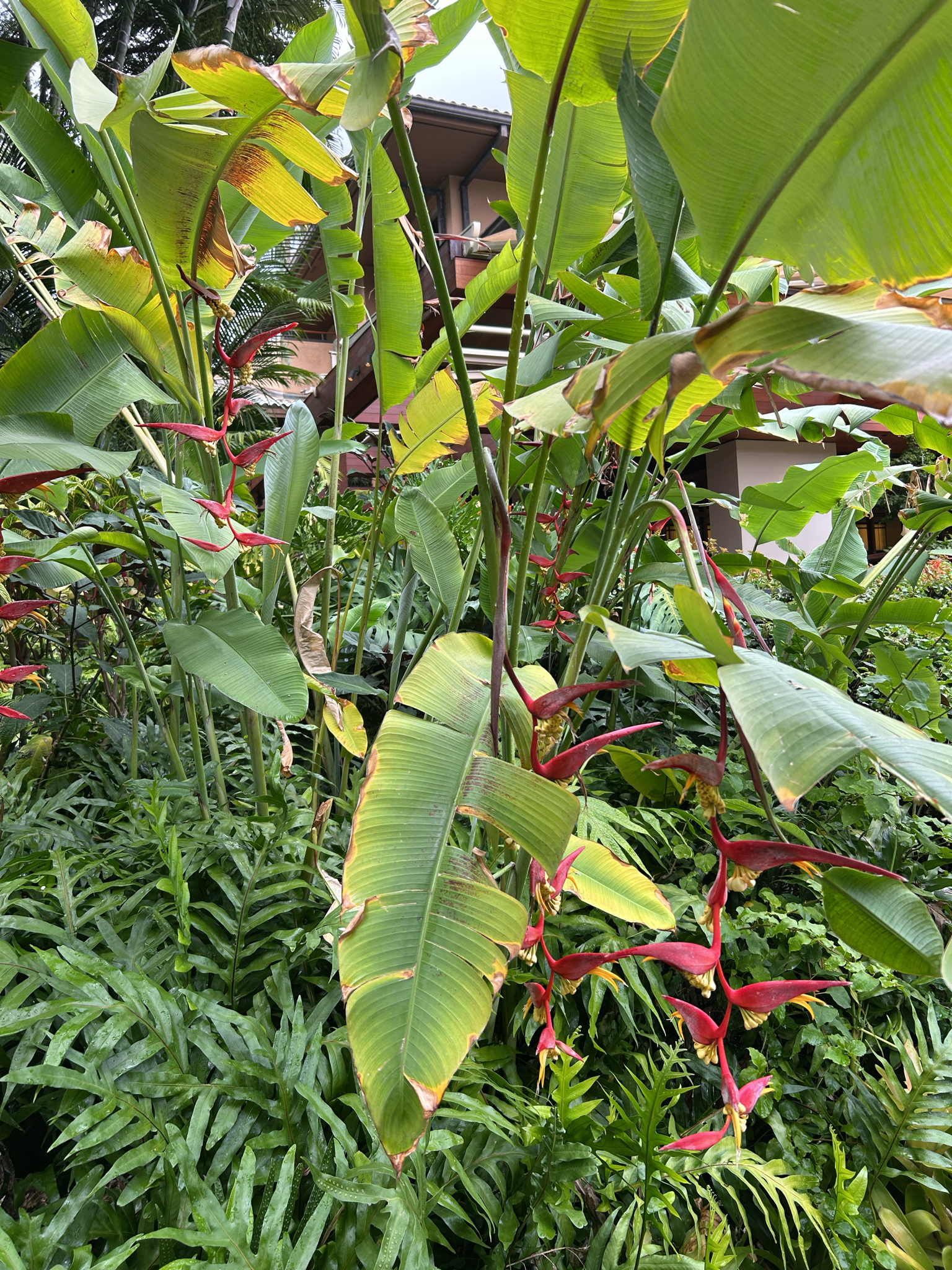 Imagem de Planta Papagaio