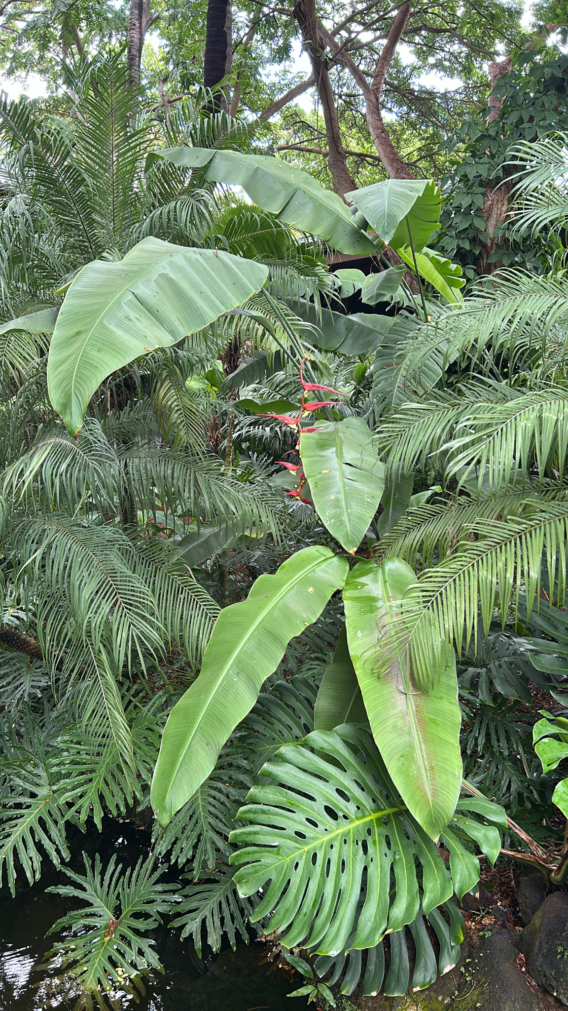 Imagem de Planta Papagaio