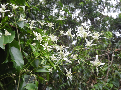 Clematis pickeringii observed 2026-01-23