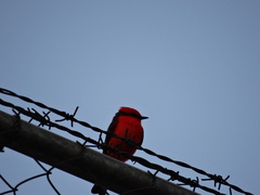 Pyrocephalus rubinus