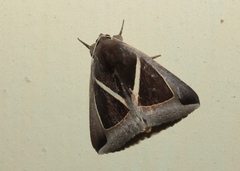 Chalciope mygdon