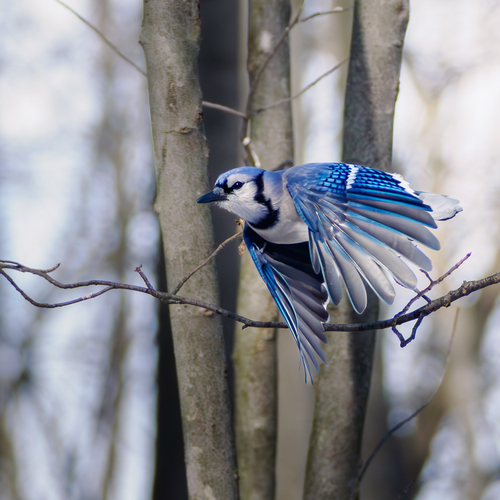 Blue Jay photographed in Ohio