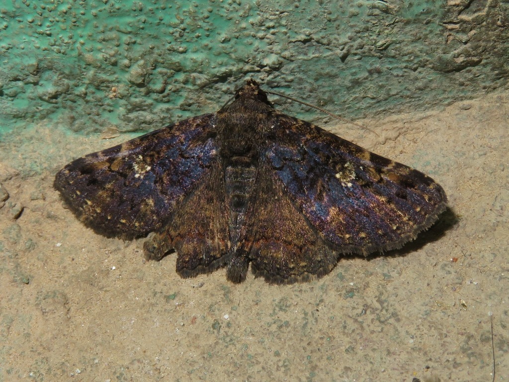 Metria decessa