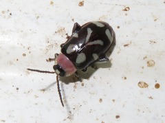 Omophoita stenodera