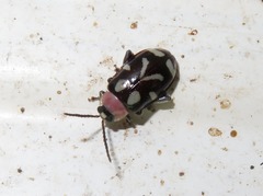 Omophoita stenodera